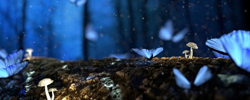 Cabecera Home Mariposas Fondo